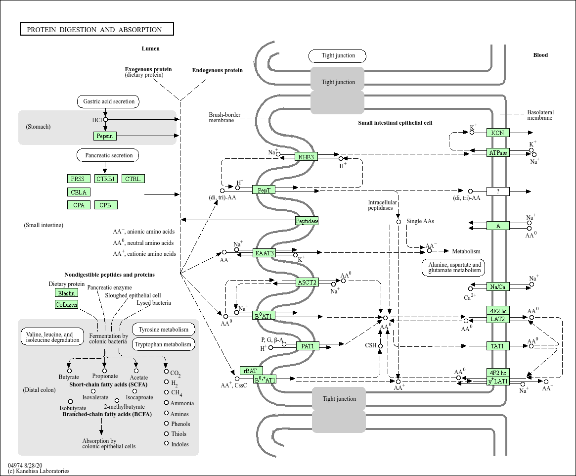 KEGG PATHWAY Protein digestion and absorption Canis familiaris (dog)