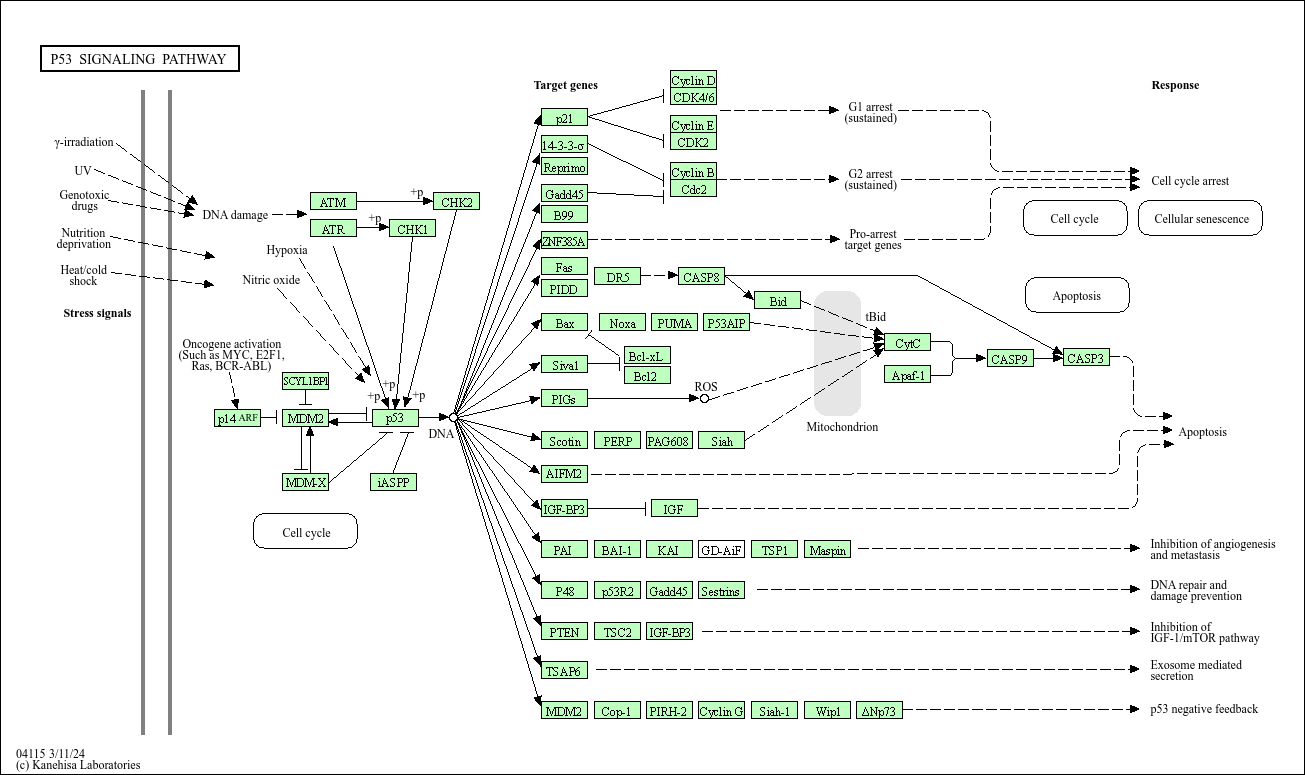 p53 pathway from KEGG website