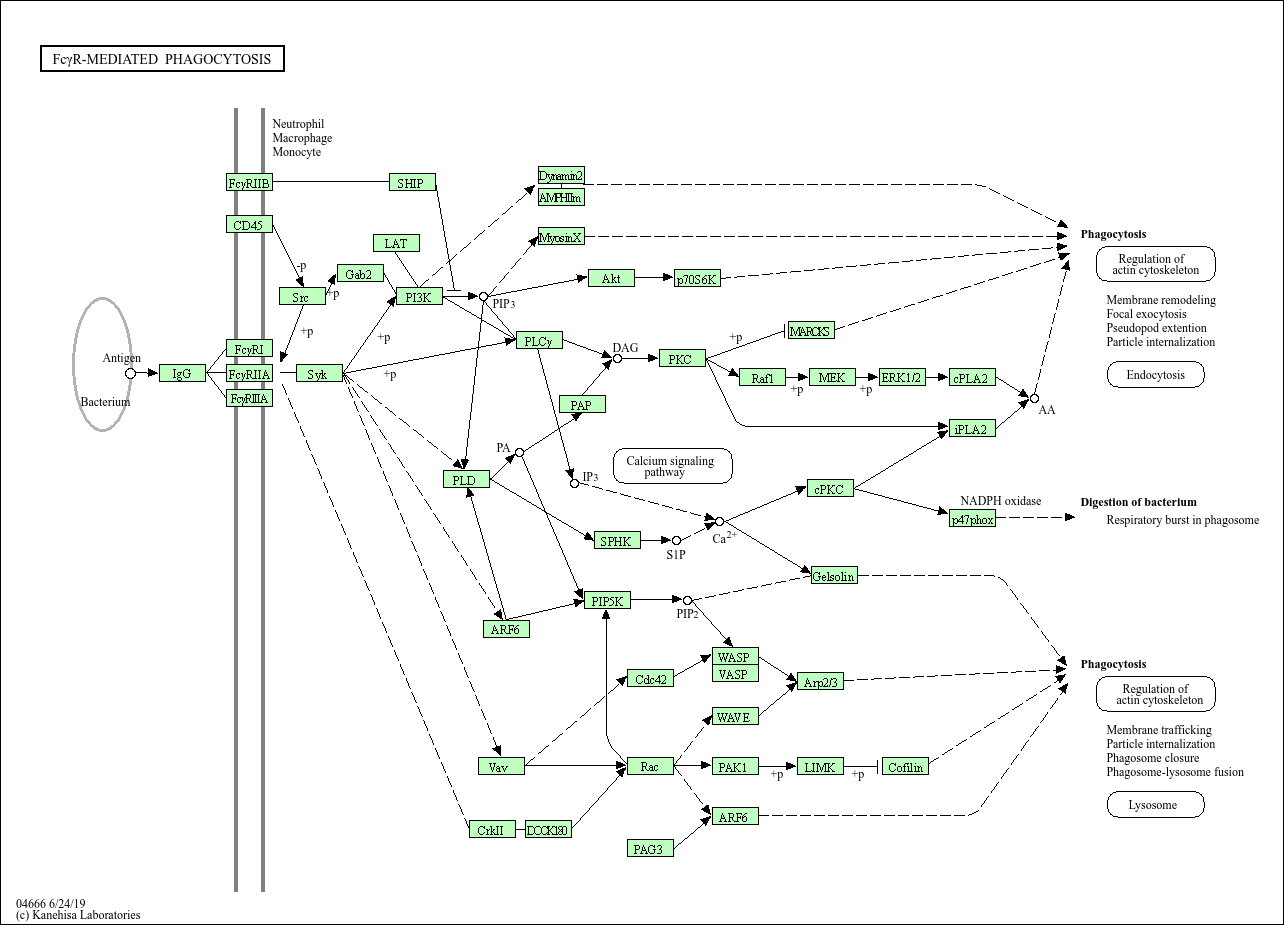 KEGG PATHWAY: Fc gamma R-mediated phagocytosis - Homo sapiens (human)