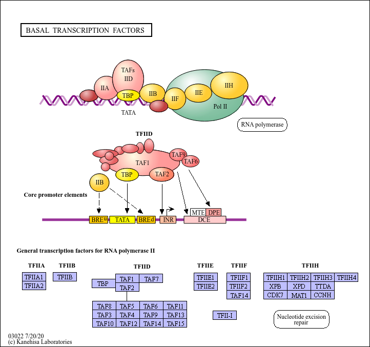 Transcription factors Biology Diagrams