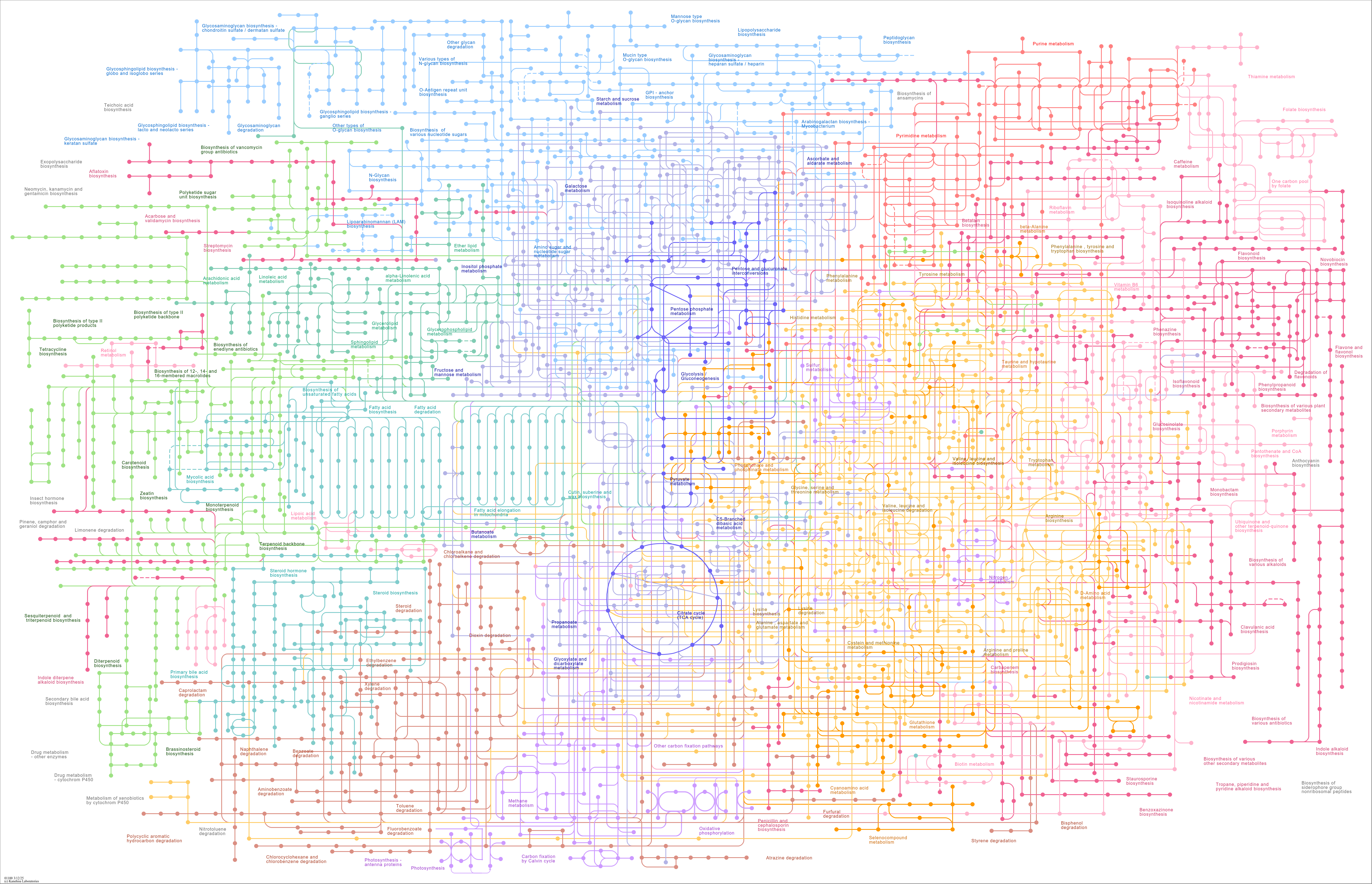 Metabolic Pathways Wall Chart