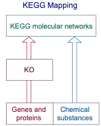 KEGG mapping