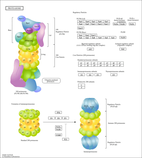 lif03050