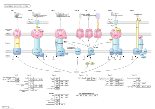 Secretion mechanism of the autotransporter proteins. (A) Structure of