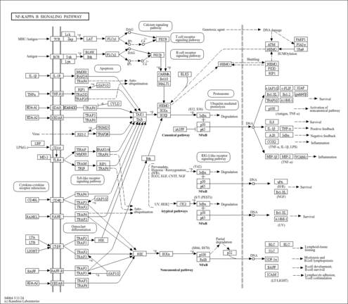 hervorming andere Me KEGG PATHWAY: hsa04064