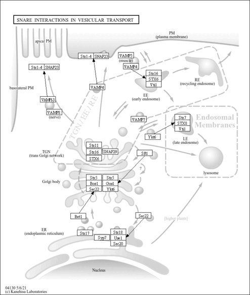 map04130