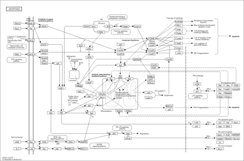 map04210