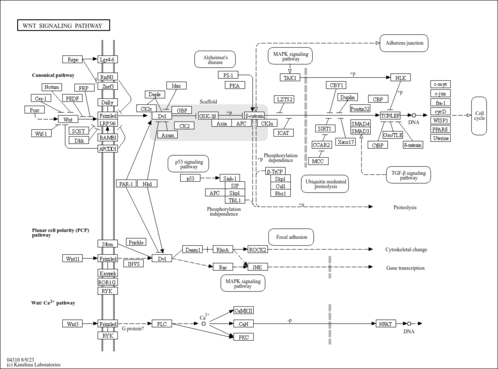 bmy04310