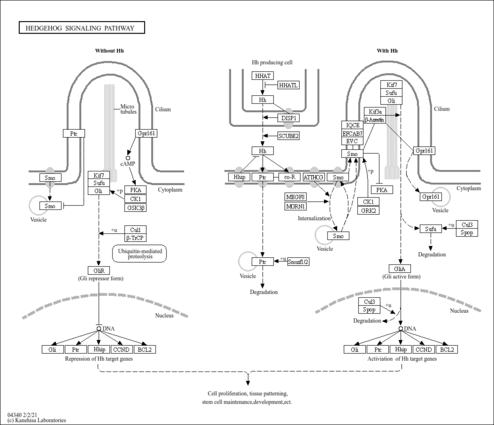map04340