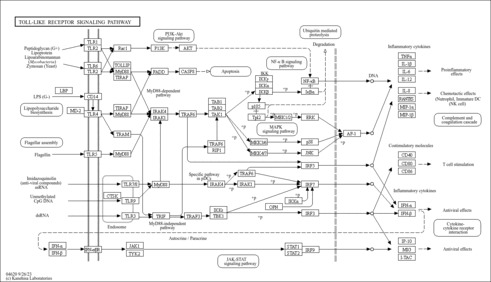 map04620
