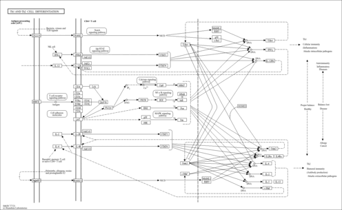 https://www.genome.jp/kegg/misc/thumbnail/map04658.gif