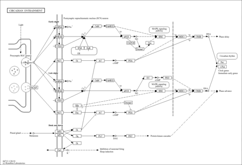 hsa04713
