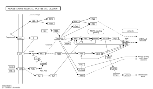 map04914
