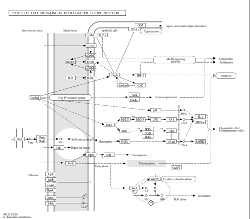 map05120