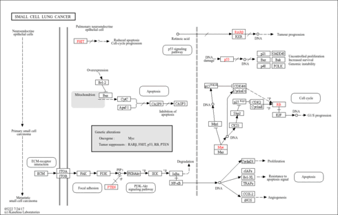 map05222