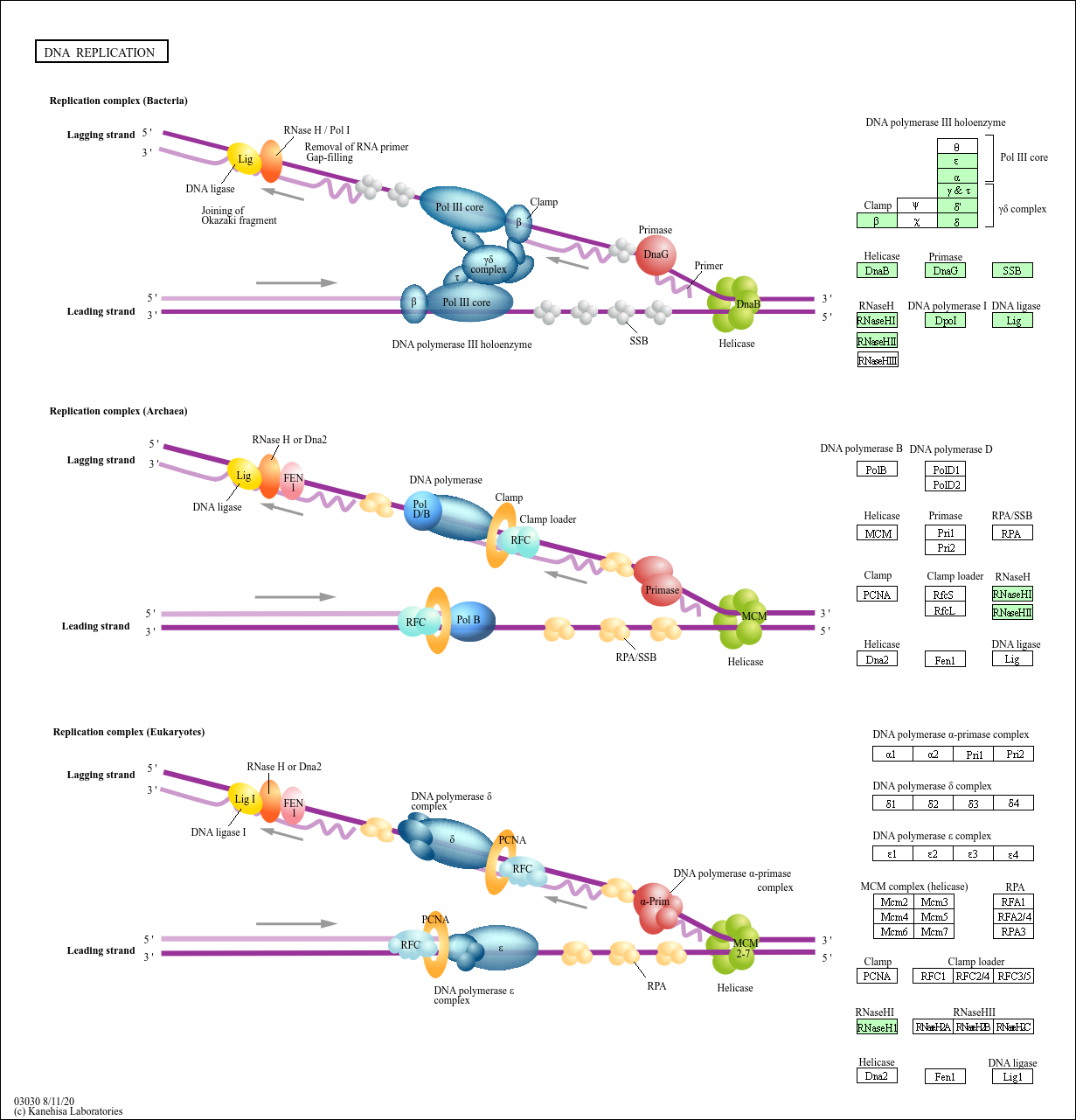 kegg pathway dna replication alicyclobacillus acidocaldarius subsp acidocaldarius dsm 446