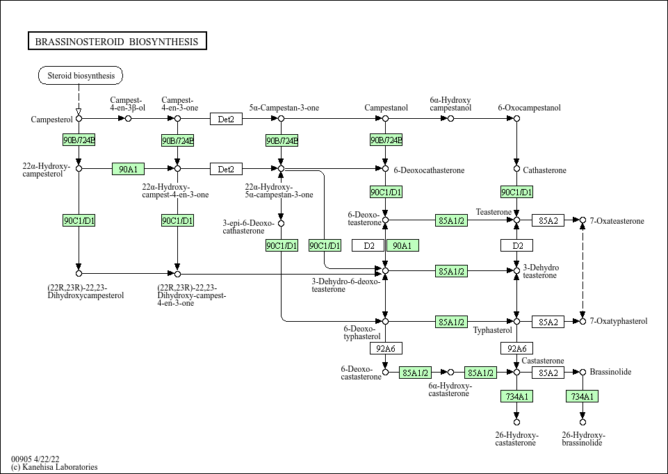 Kegg Pathway Brassinosteroid Biosynthesis Asparagus Officinalis