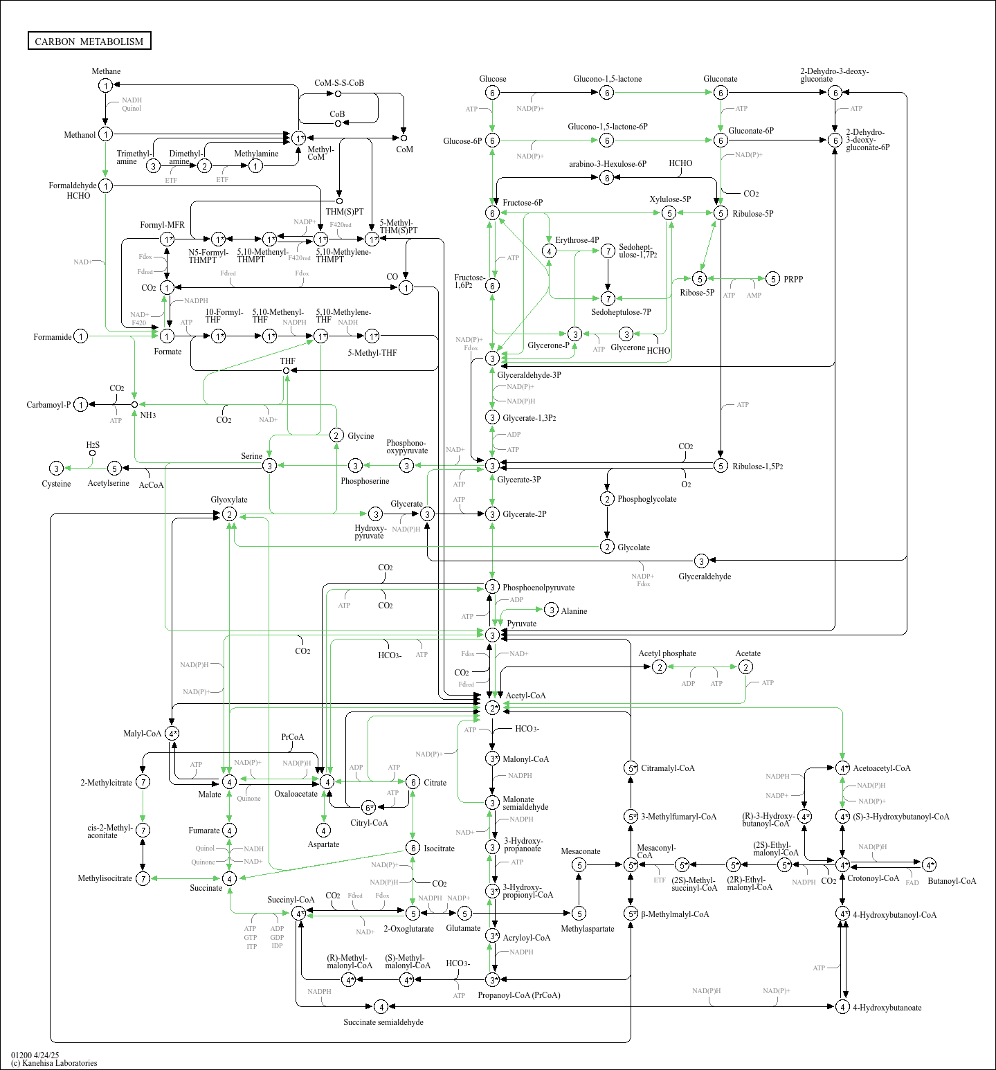 KEGG PATHWAY Carbon metabolism Botrytis cinerea (gray mold)