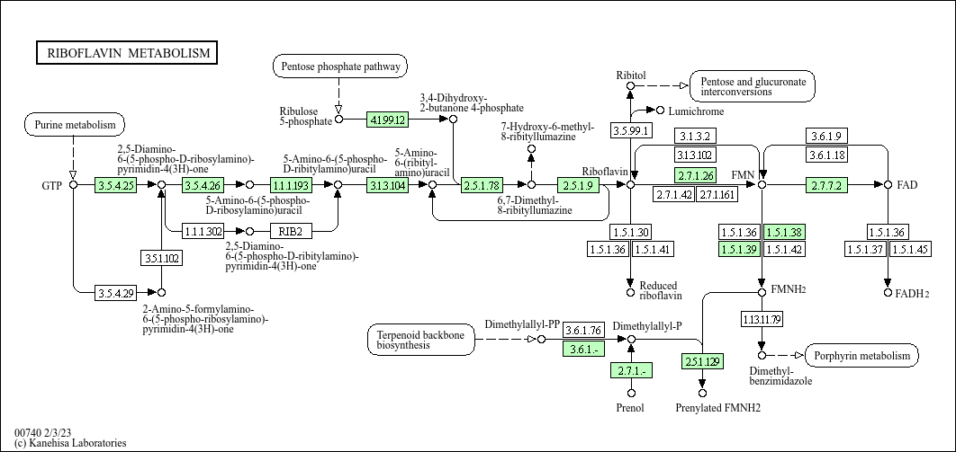 Riboflavin biosynthesis bacillus image