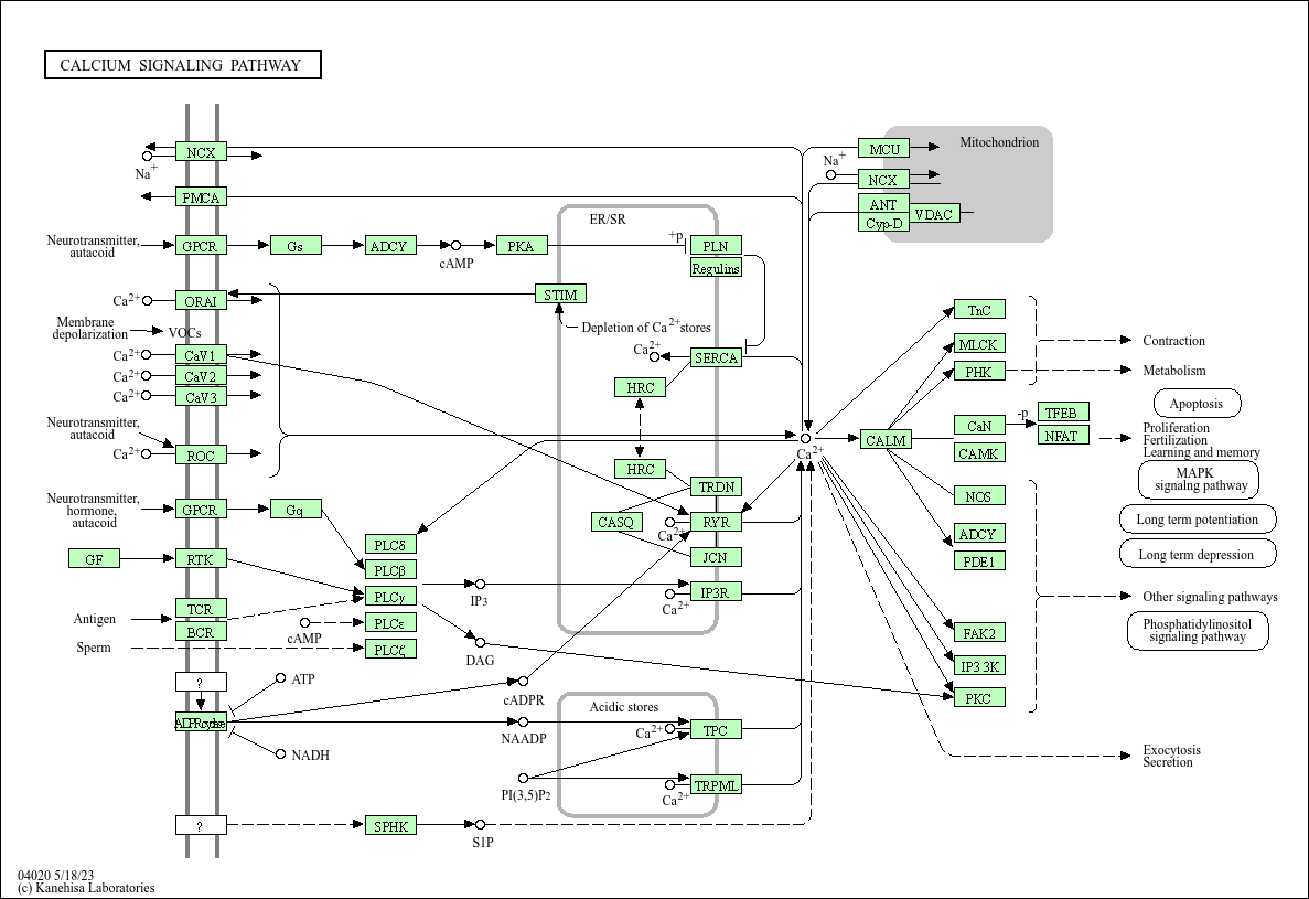 KEGG PATHWAY Calcium signaling pathway Bos taurus (cow)