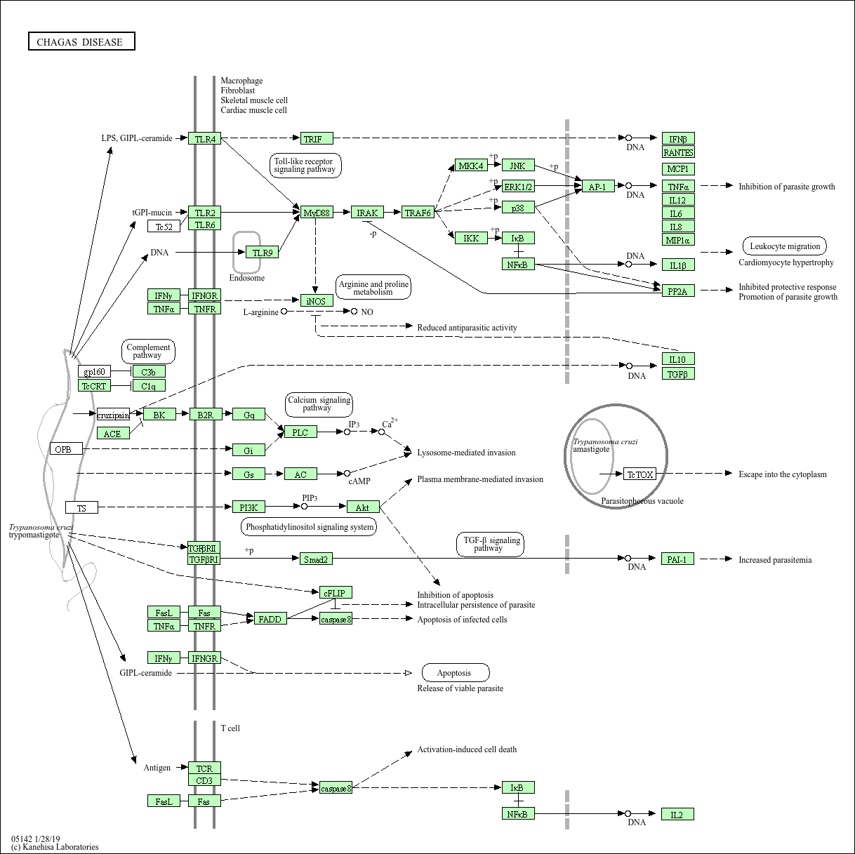 KEGG PATHWAY: Chagas disease - Bos taurus (cow)