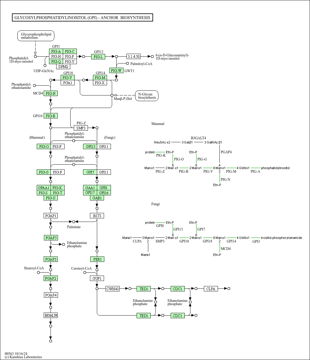 Kegg Pathway Glycosylphosphatidylinositol Gpi Anchor Biosynthesis Caenorhabditis Elegans Nematode