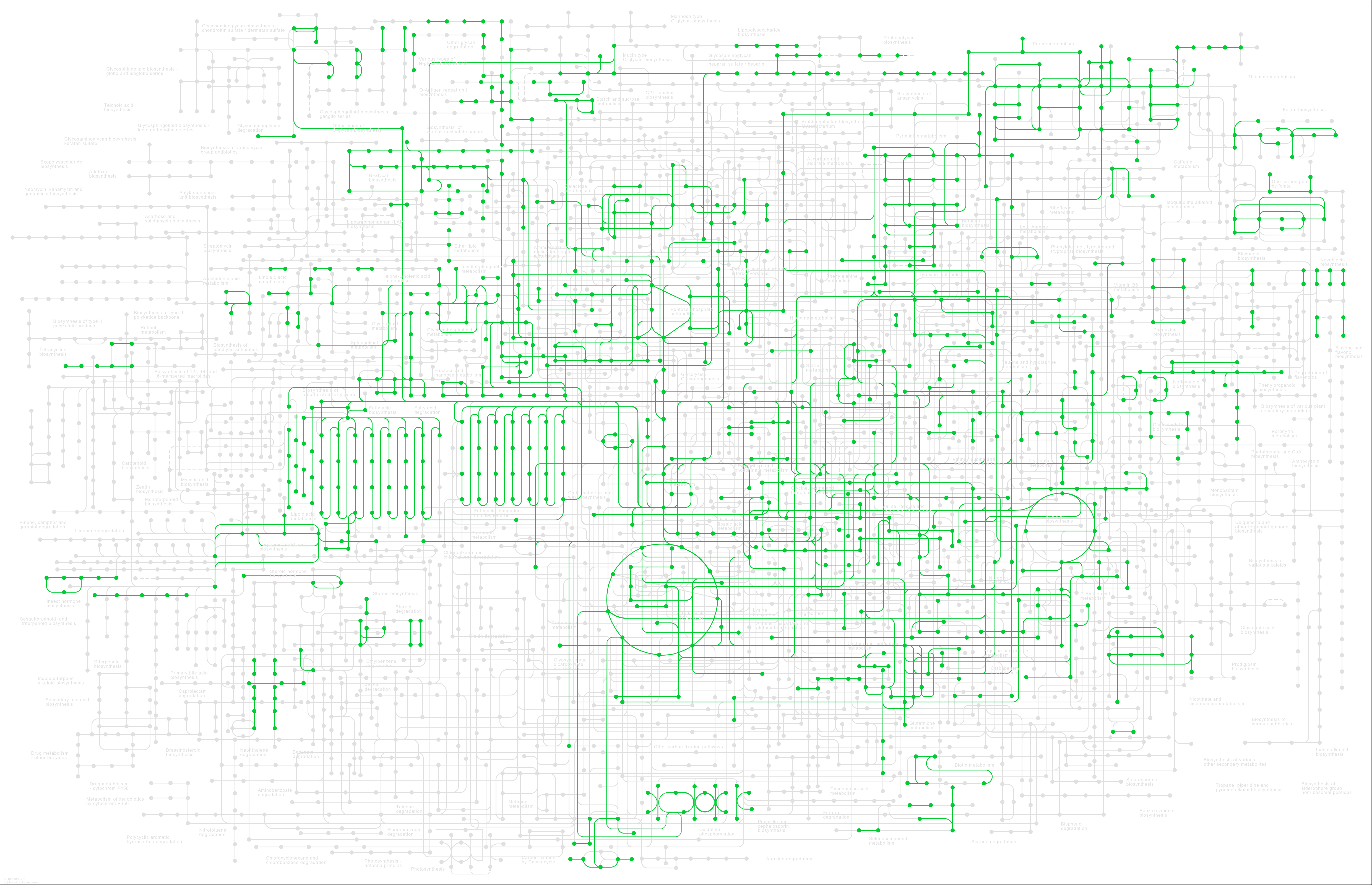 KEGG PATHWAY Metabolic pathways Ctenocephalides felis (cat flea)