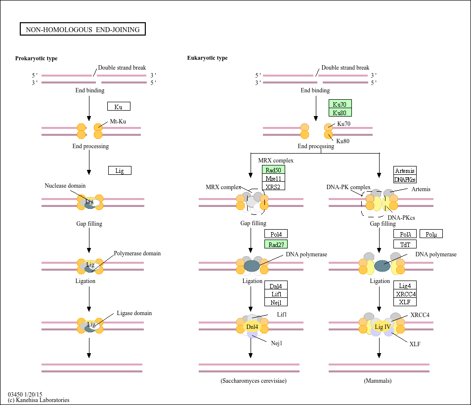 kegg pathway non homologous end