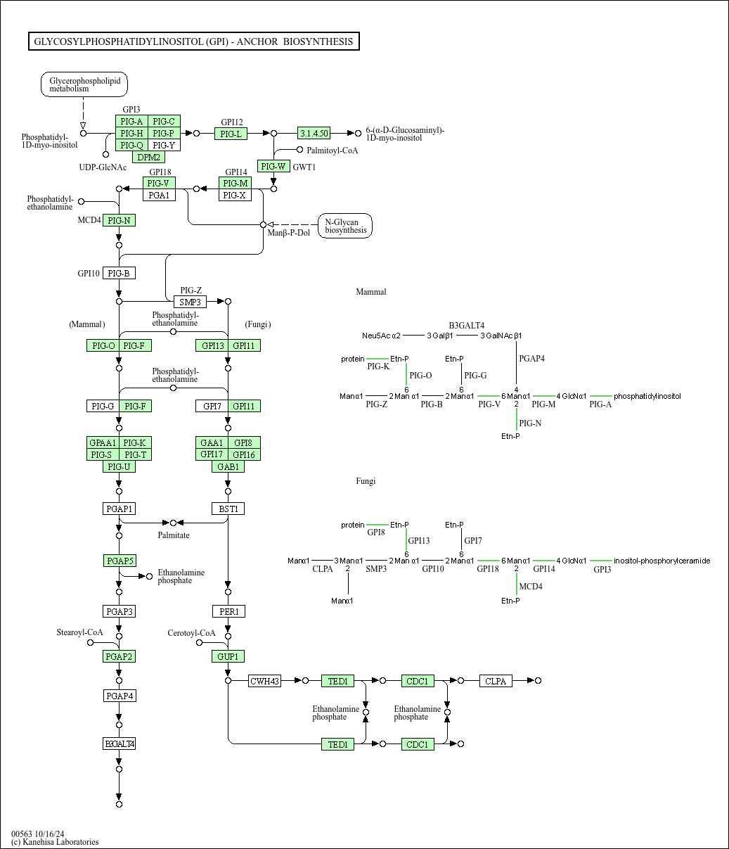 Kegg Pathway Glycosylphosphatidylinositol Gpi Anchor Biosynthesis Dictyostelium Purpureum Cellular Slime Mold