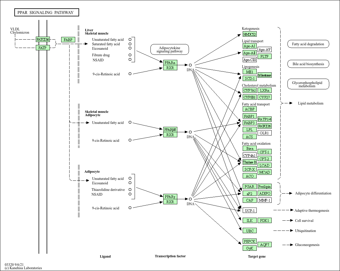 KEGG PATHWAY PPAR signaling pathway Danio rerio (zebrafish)