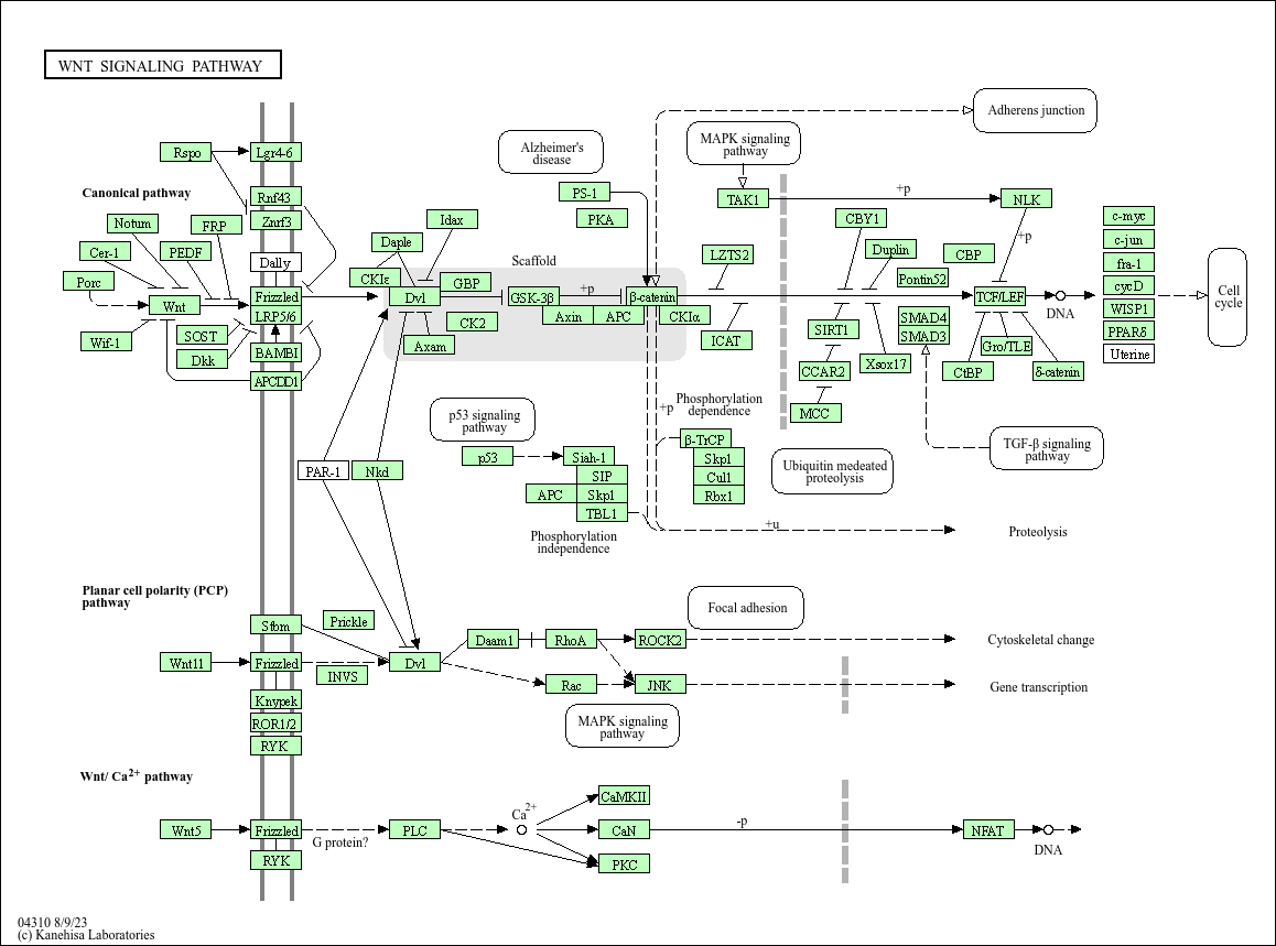 KEGG PATHWAY Wnt signaling pathway Danio rerio (zebrafish)