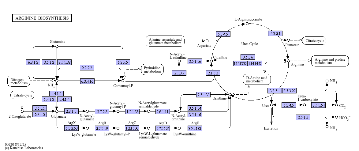 Arginine metabolism: nitric oxide and beyond picture
