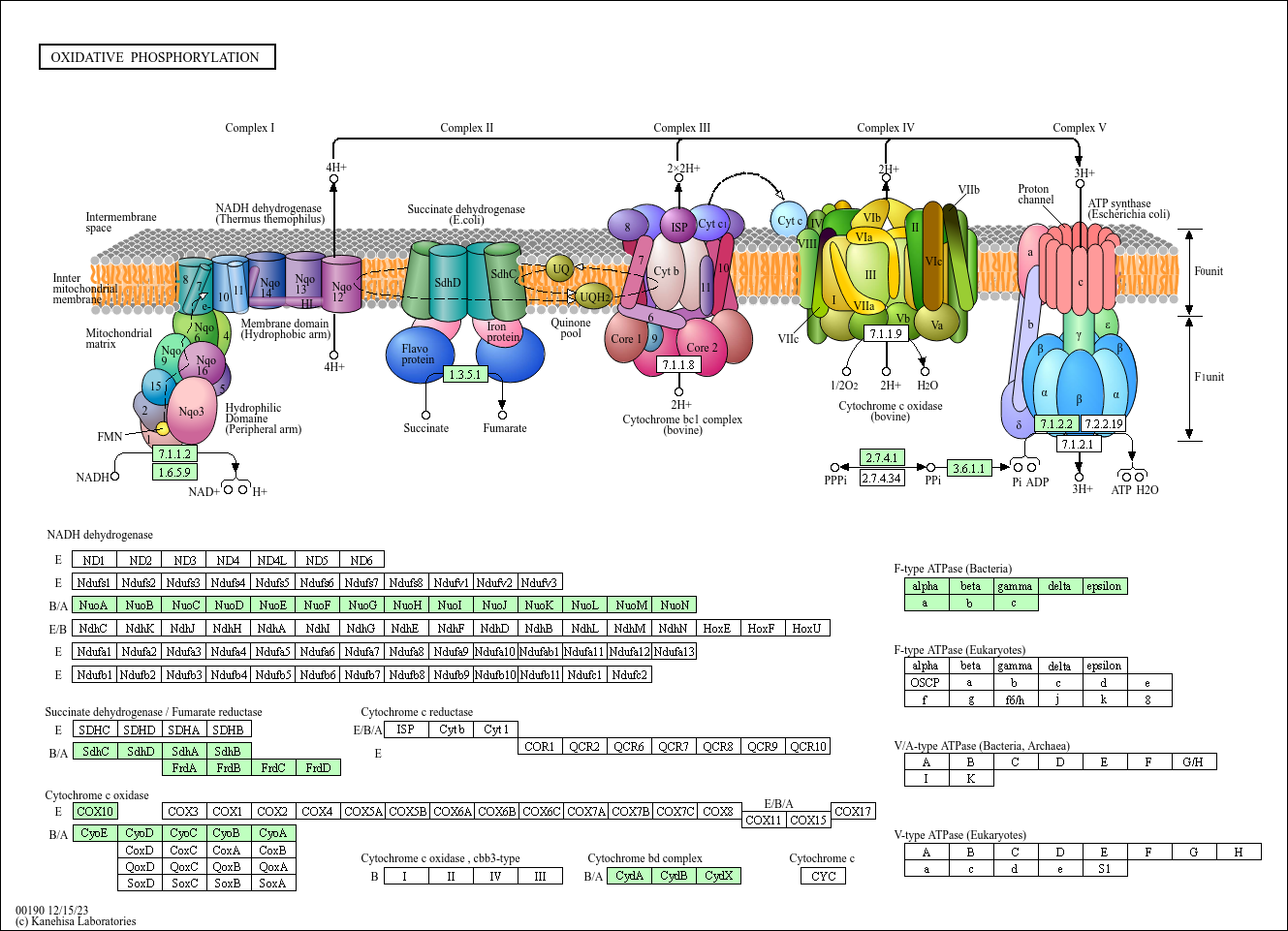 Kegg Pathway Oxidative Phosphorylation