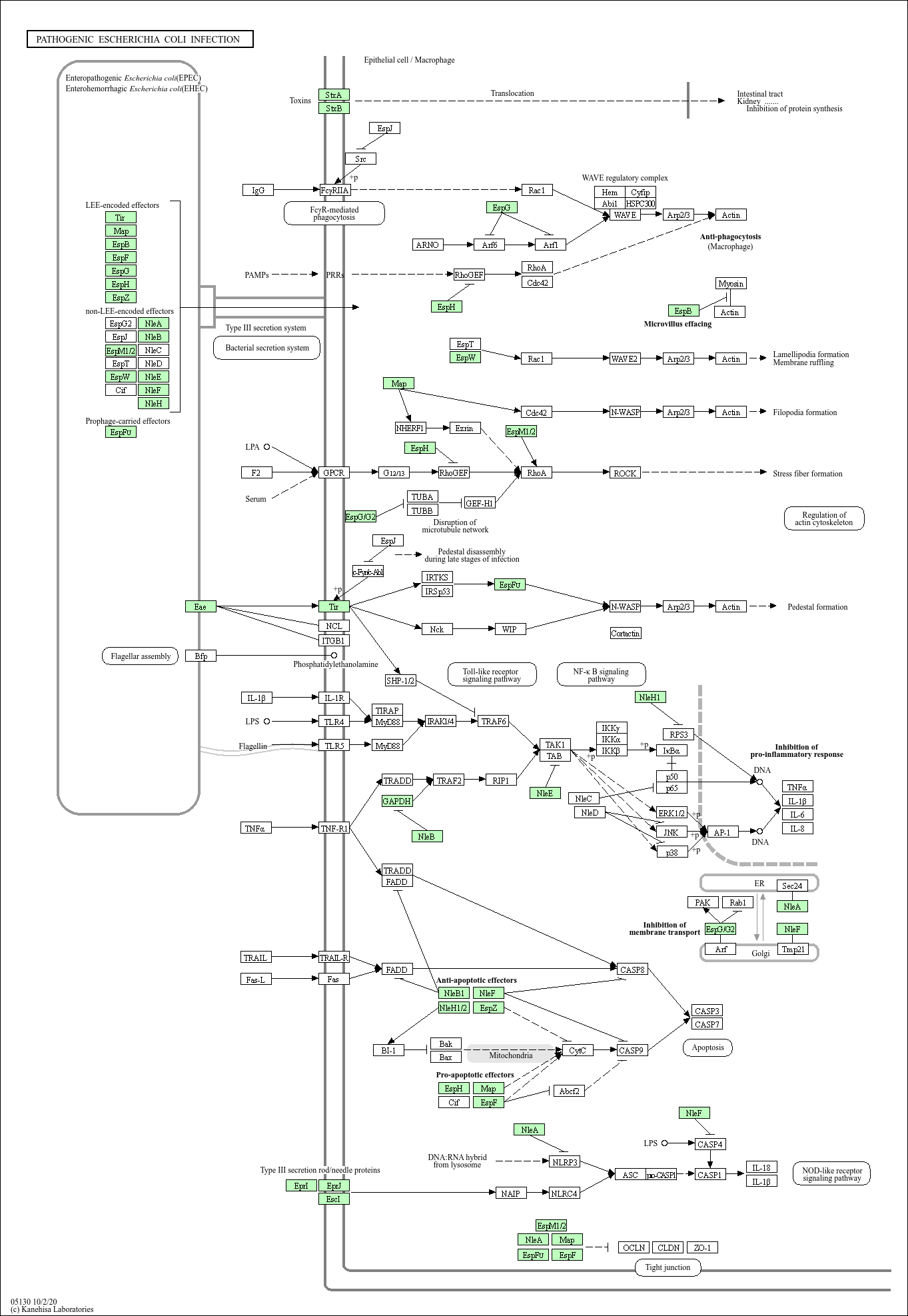 Kegg Pathway Pathogenic Escherichia Coli Infection Escherichia