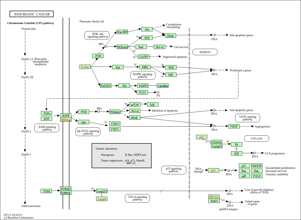 Kegg Pathway Pancreatic Cancer Felis Catus Domestic Cat
