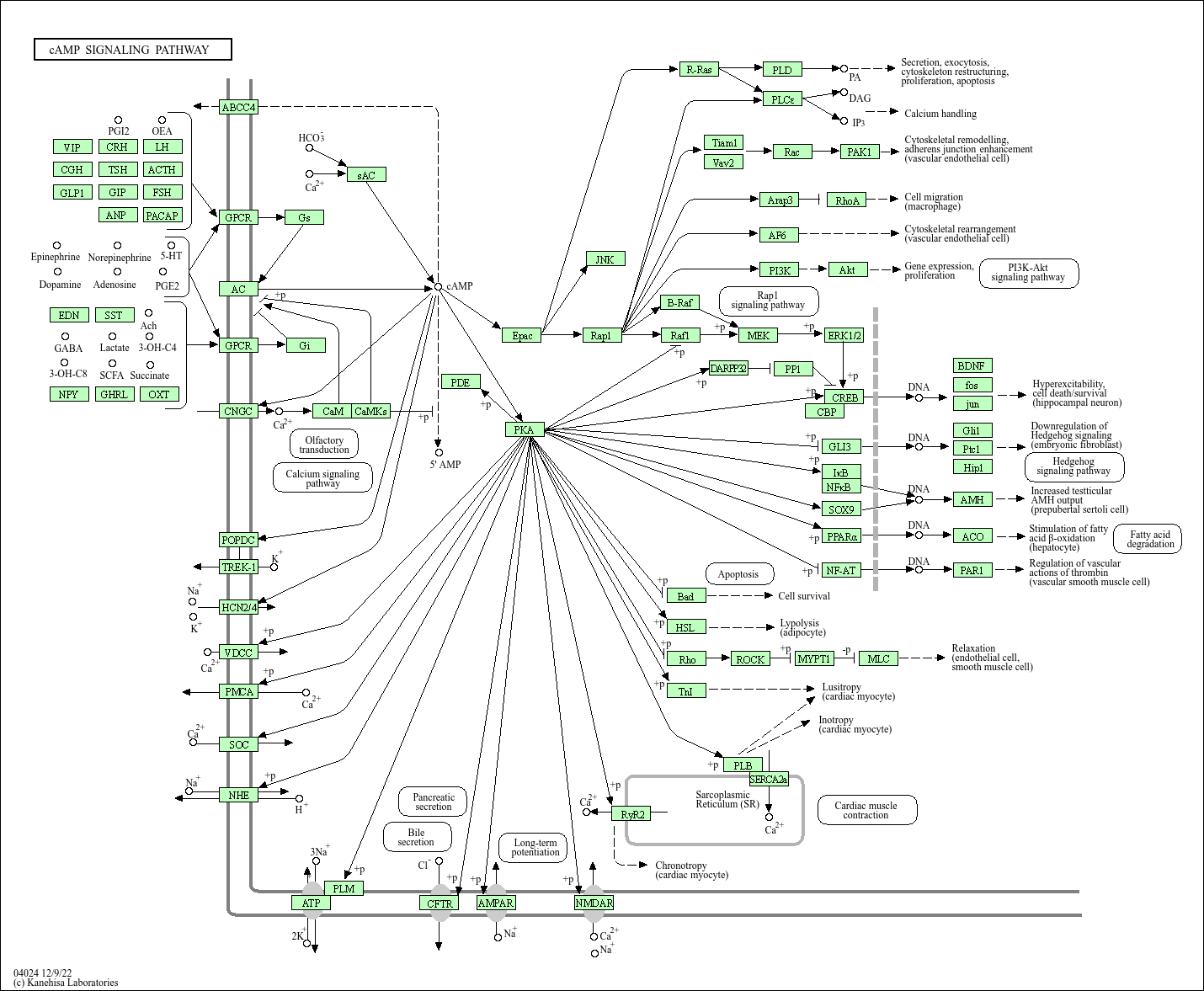 Kegg Pathway Camp Signaling Pathway Homo Sapiens Human