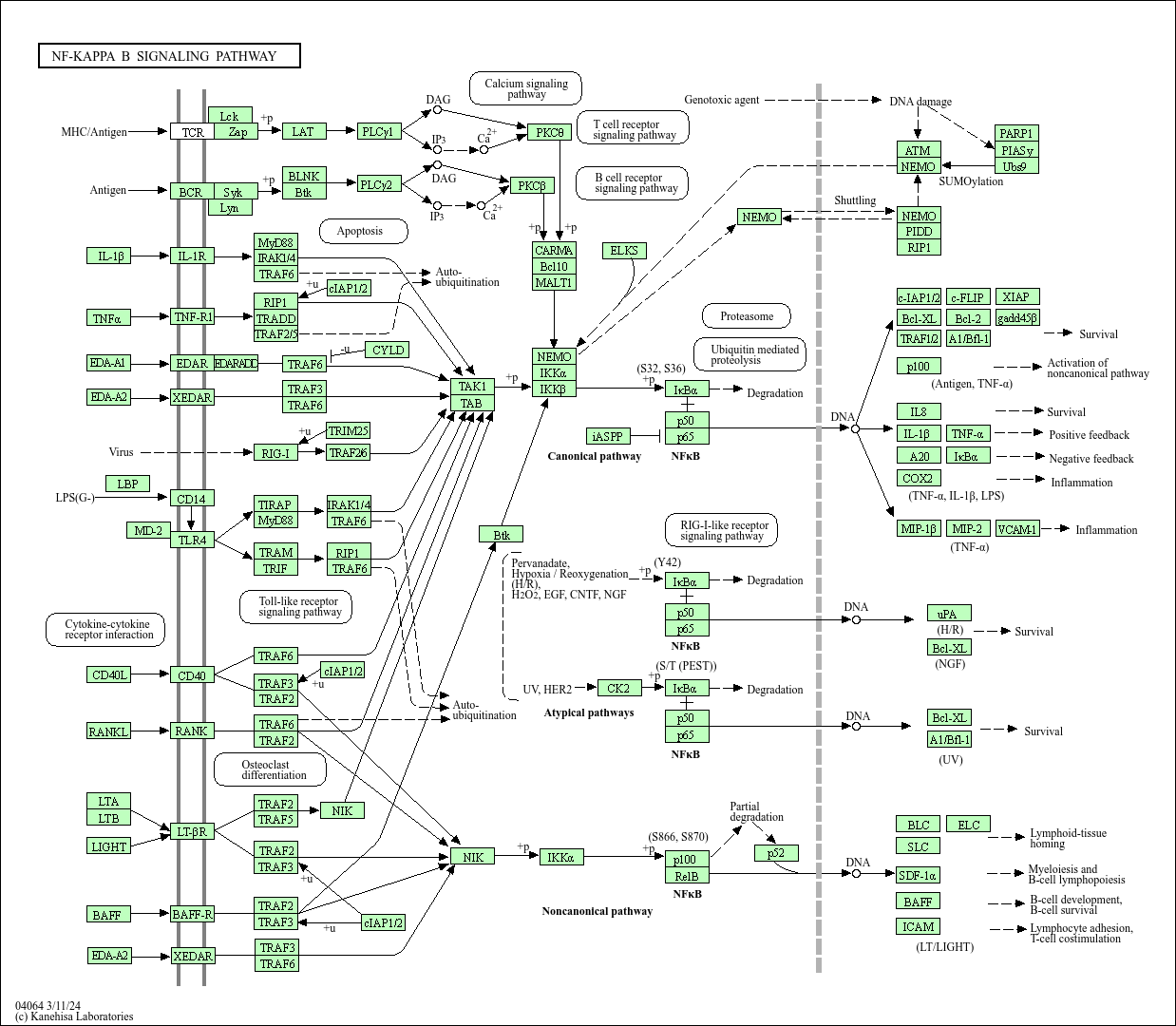 KEGG NF-kappa signaling pathway - Homo sapiens (human)