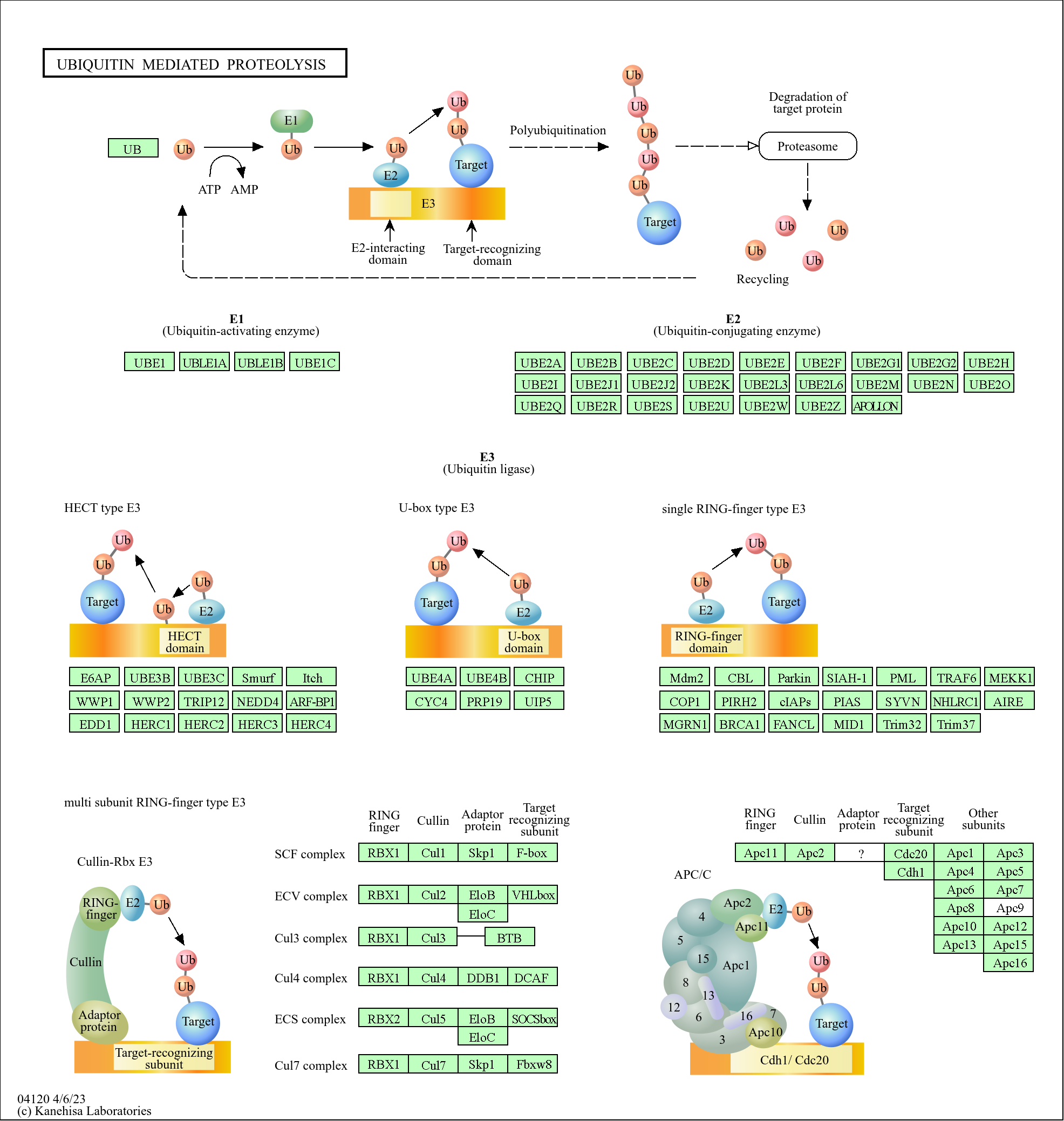 KEGG PATHWAY Ubiquitin mediated proteolysis Homo sapiens (human)