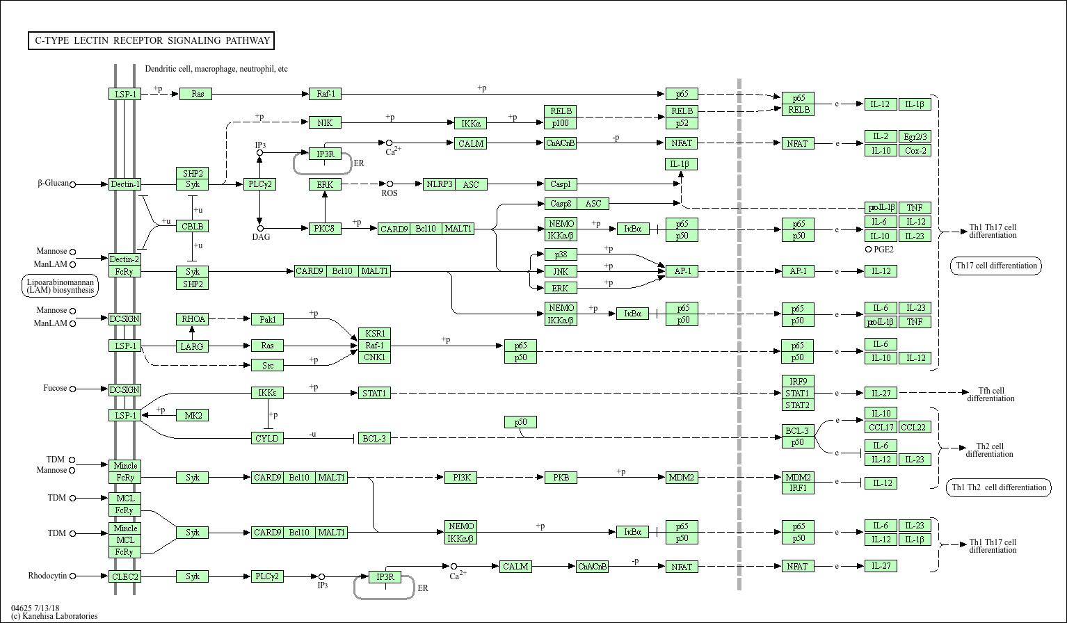 Lectin Chart