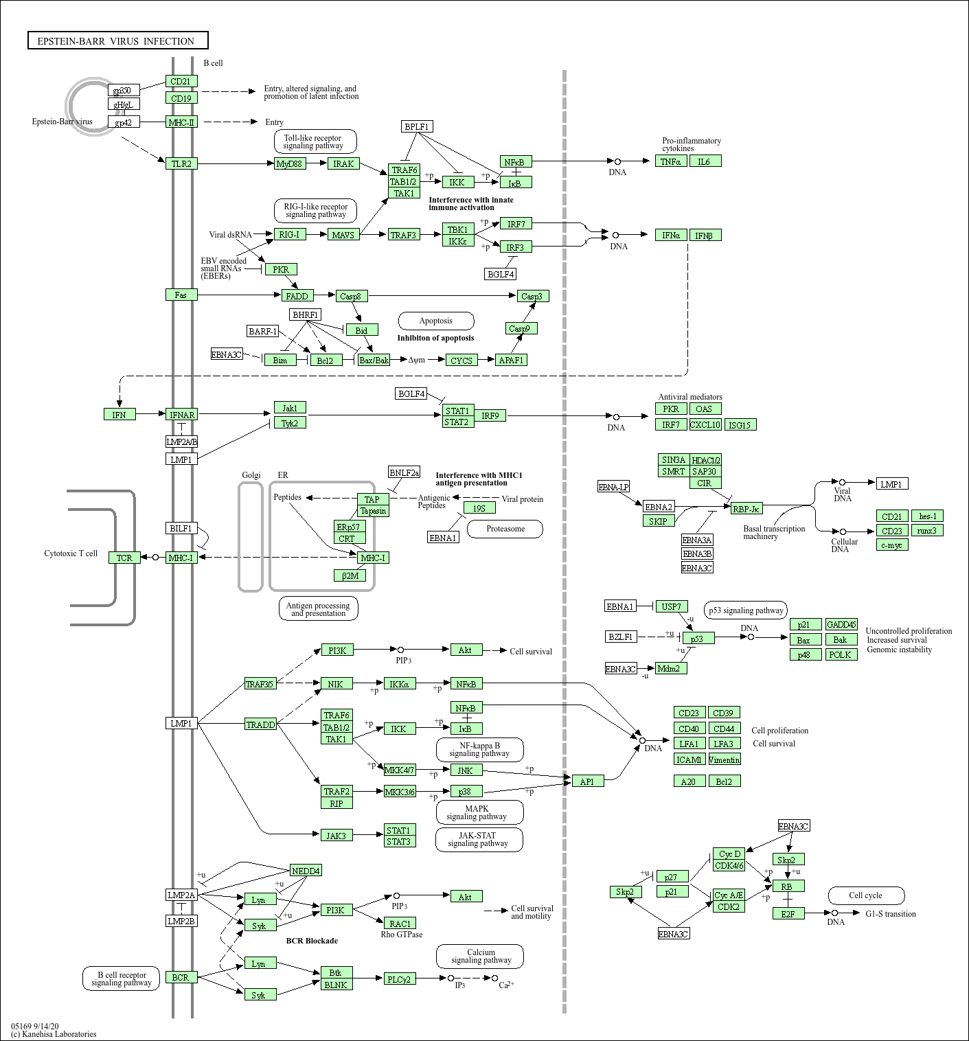 KEGG PATHWAY: Epstein-Barr virus infection - Homo sapiens (human)