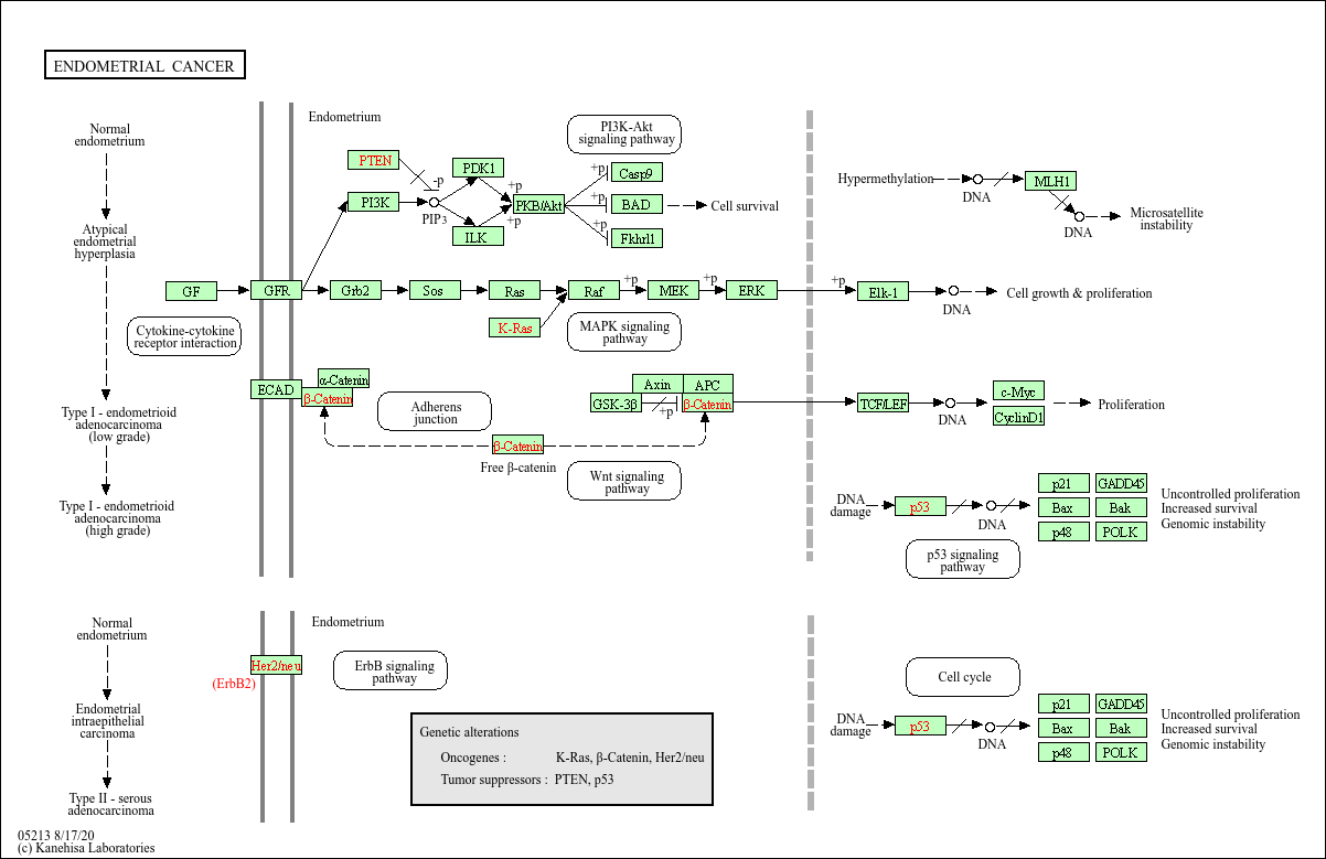 endometrial cancer genetics)