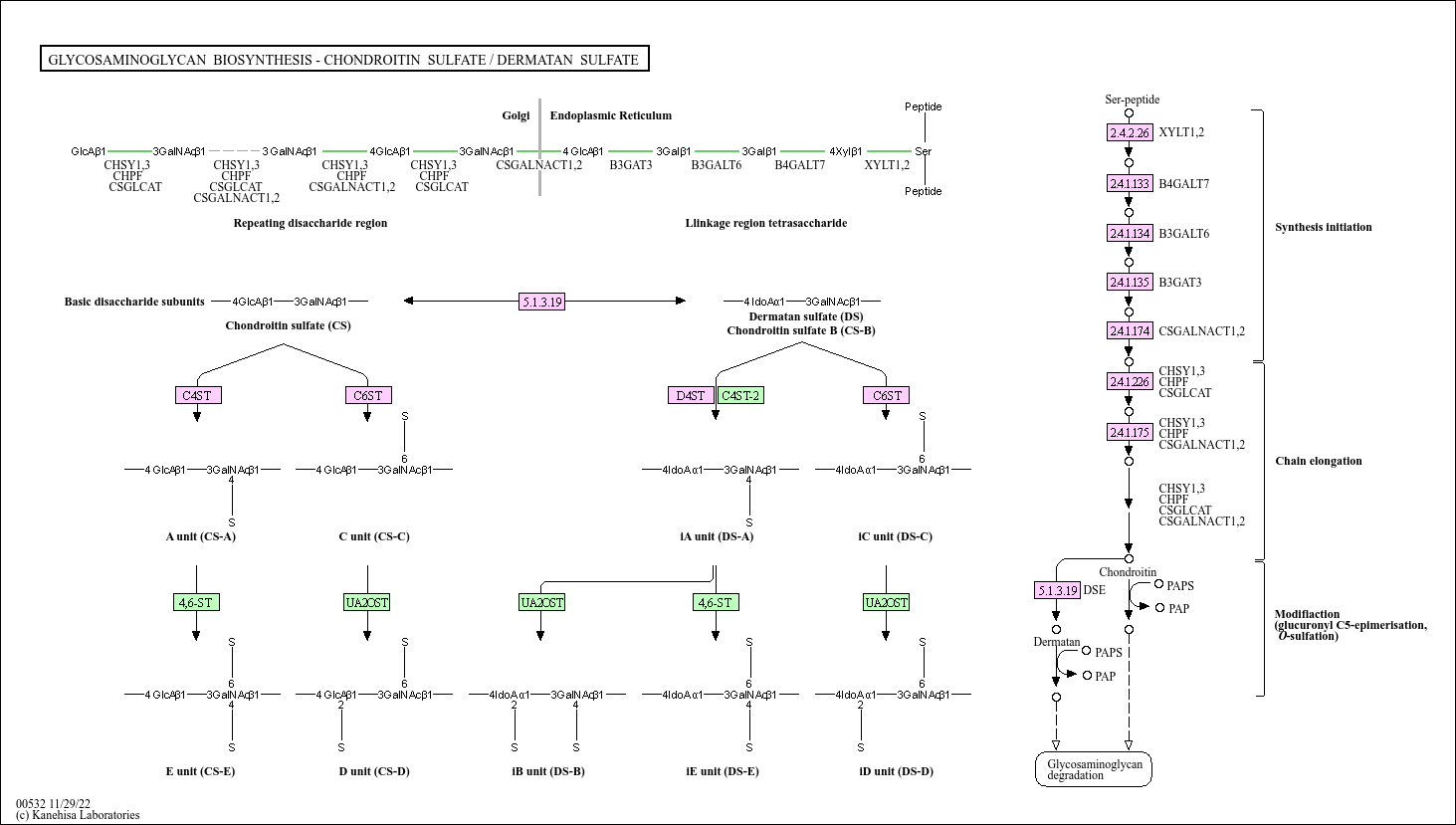 KEGG PATHWAY Glycosaminoglycan biosynthesis chondroitin sulfate