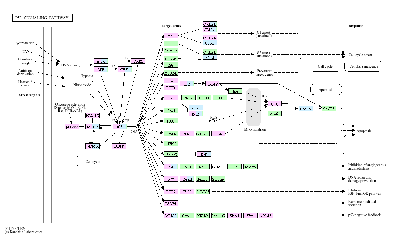KEGG PATHWAY p53 signaling pathway Homo sapiens (human) + Disease/drug