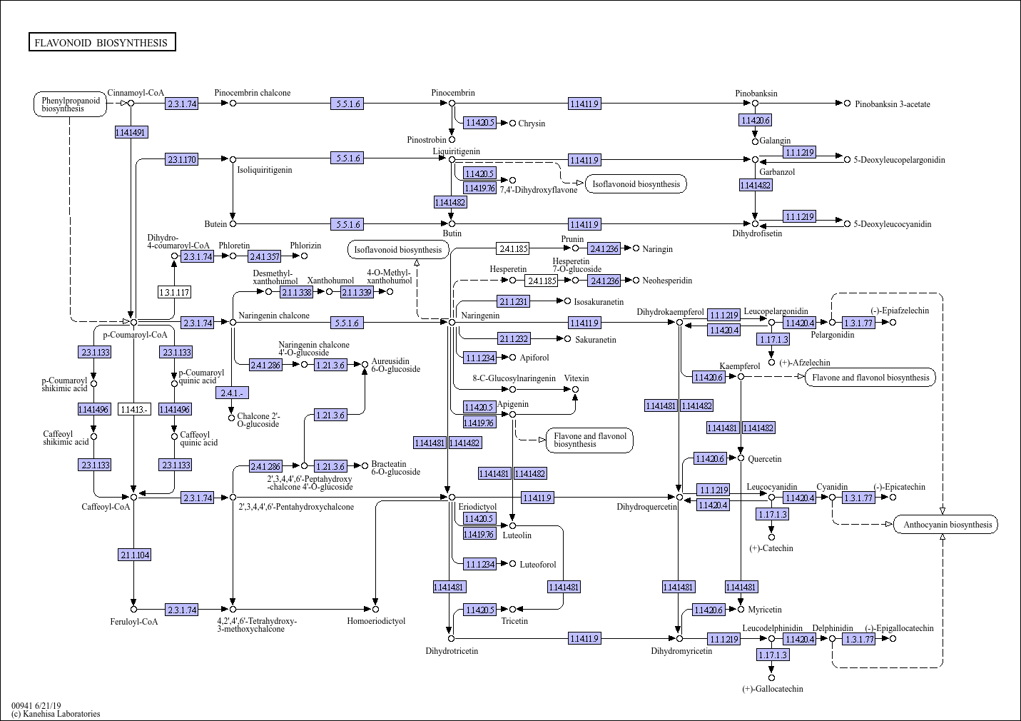 KEGG PATHWAY Flavonoid biosynthesis