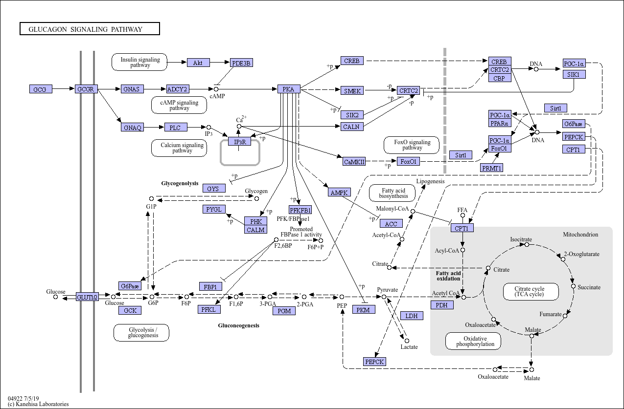 KEGG PATHWAY Glucagon signaling pathway