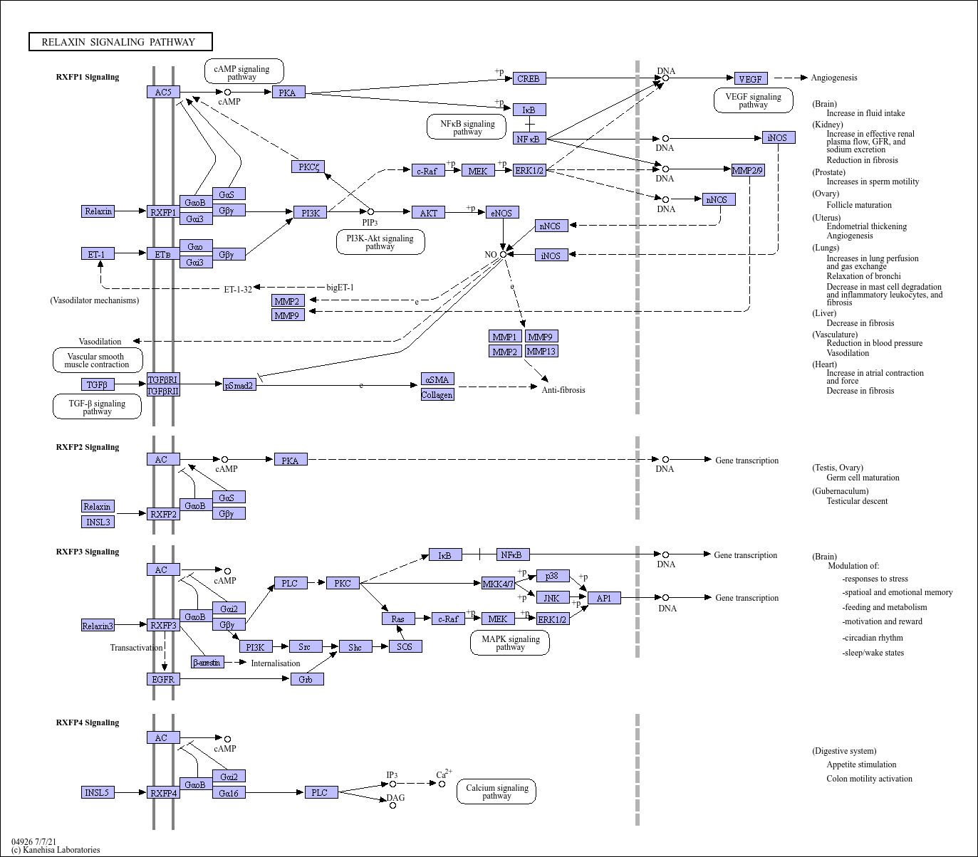 KEGG PATHWAY Relaxin signaling pathway