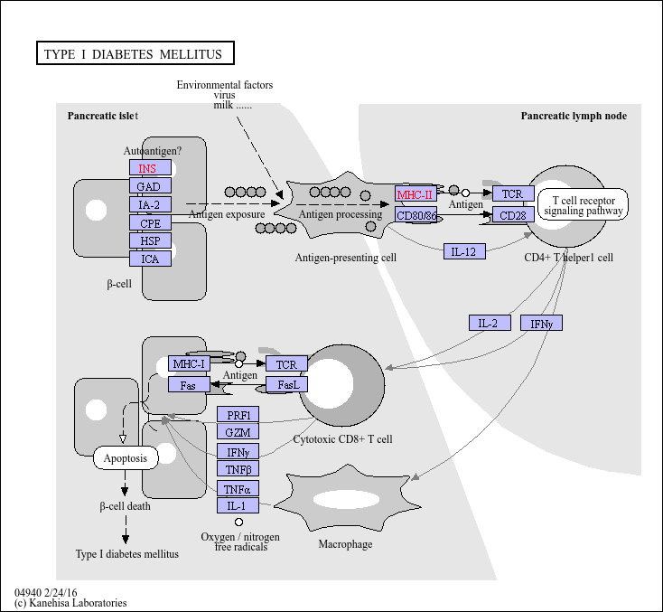 Pathway diabetes mellitus