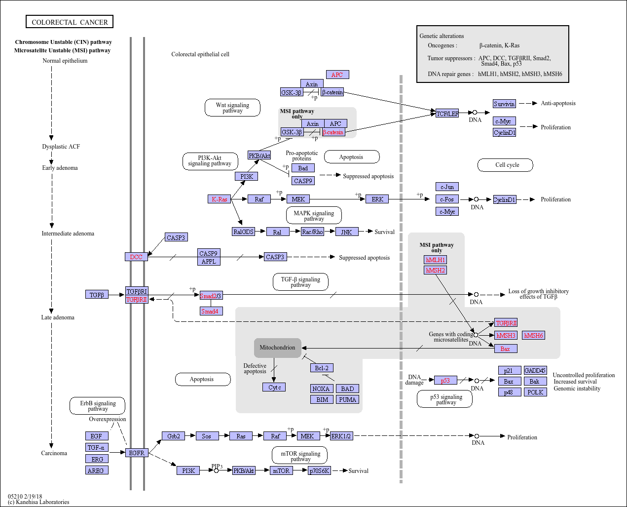 colorectal cancer pathways