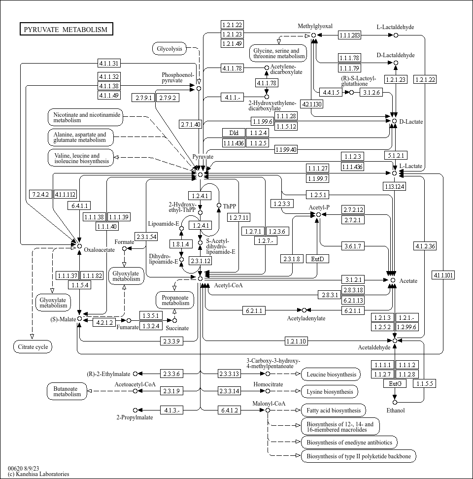 Intermediary Metabolism Chart