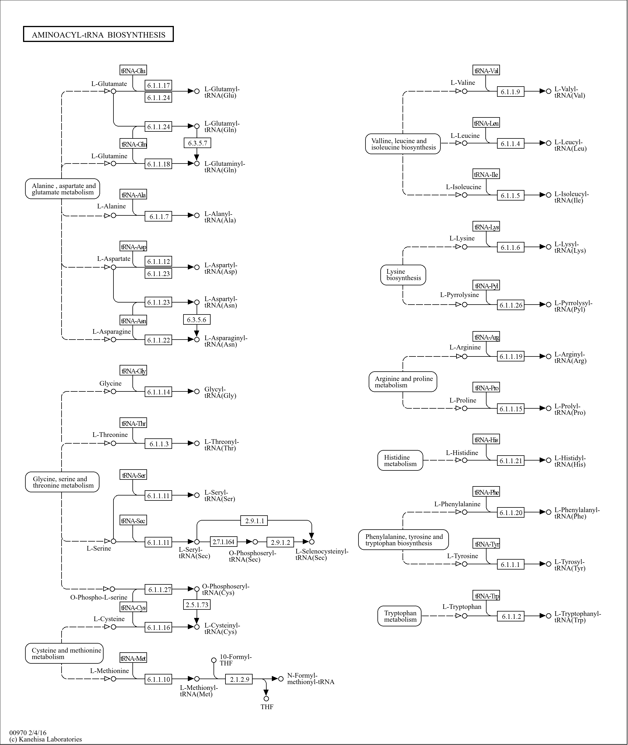kegg-pathway-aminoacyl-trna-biosynthesis-reference-pathway